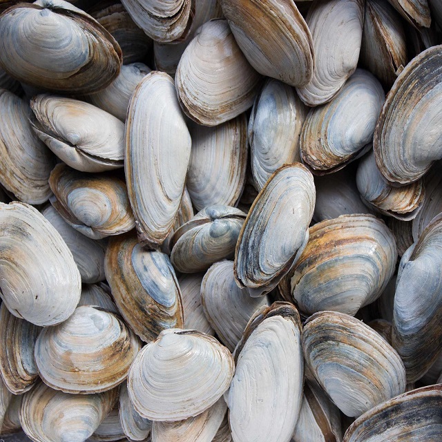 clams shellfish