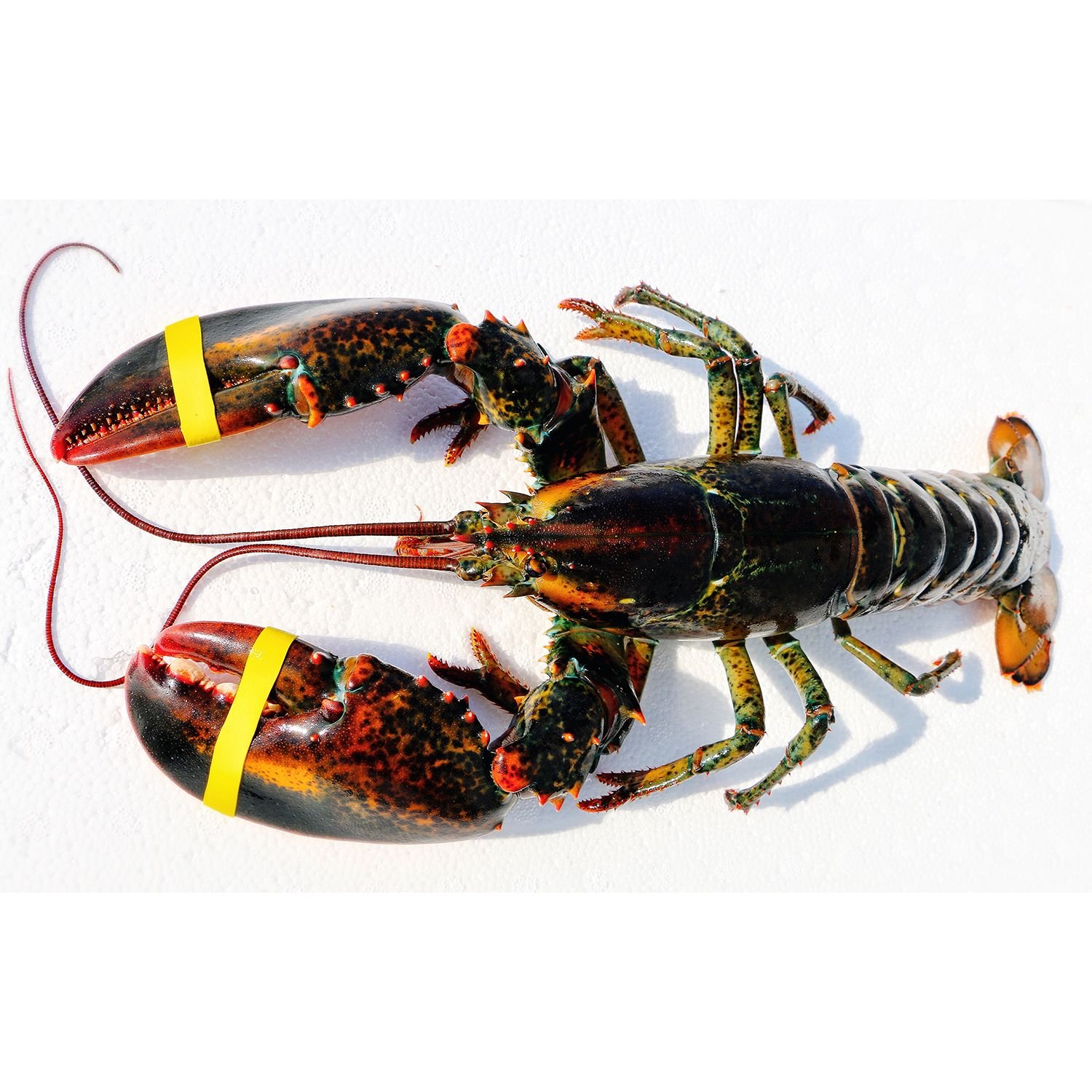 Maine Lobster - AQUATRADING GROUP